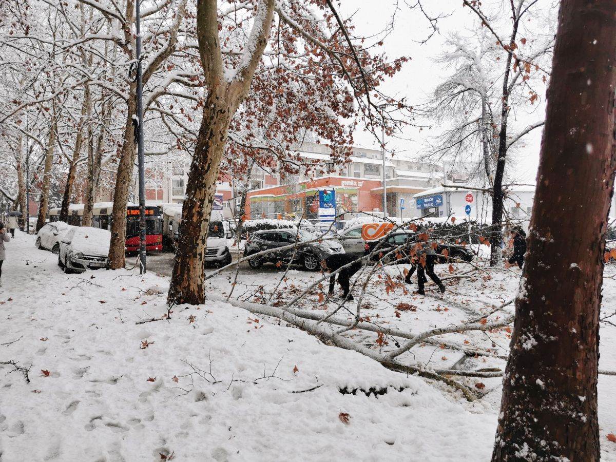 7 Mirijevo _ sneg _ zima _ drvo palo na ulicu _ Foto Miloš B. Jovanović SmartLife (2).jpg