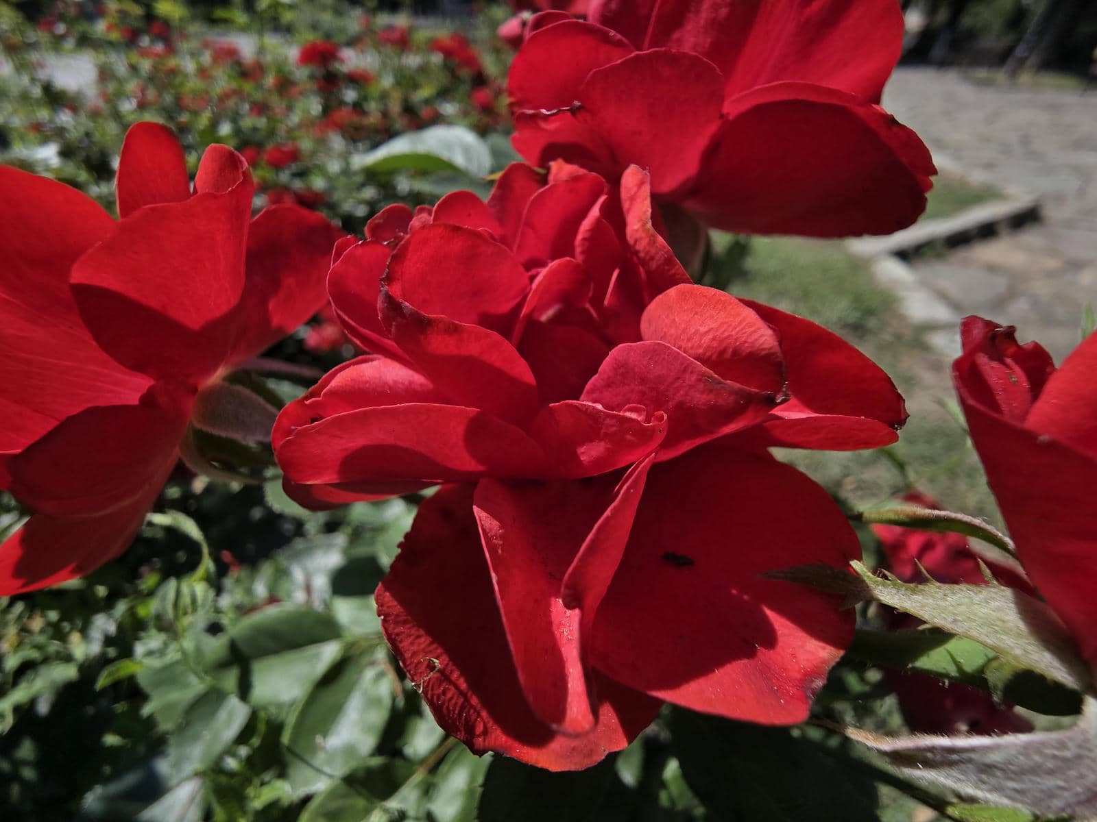 Galaxy Z Fold7 test kamere slika 7.jpg