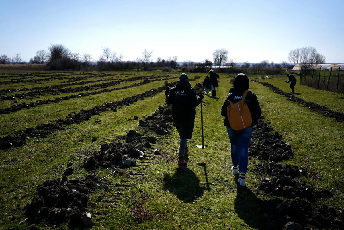 Projekat Zasadi drvo premašio 1,2 miliona sadnica