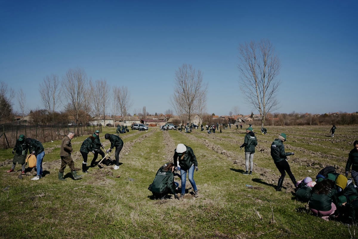 Projekat Zasadi drvo premašio 1,2 miliona sadnica