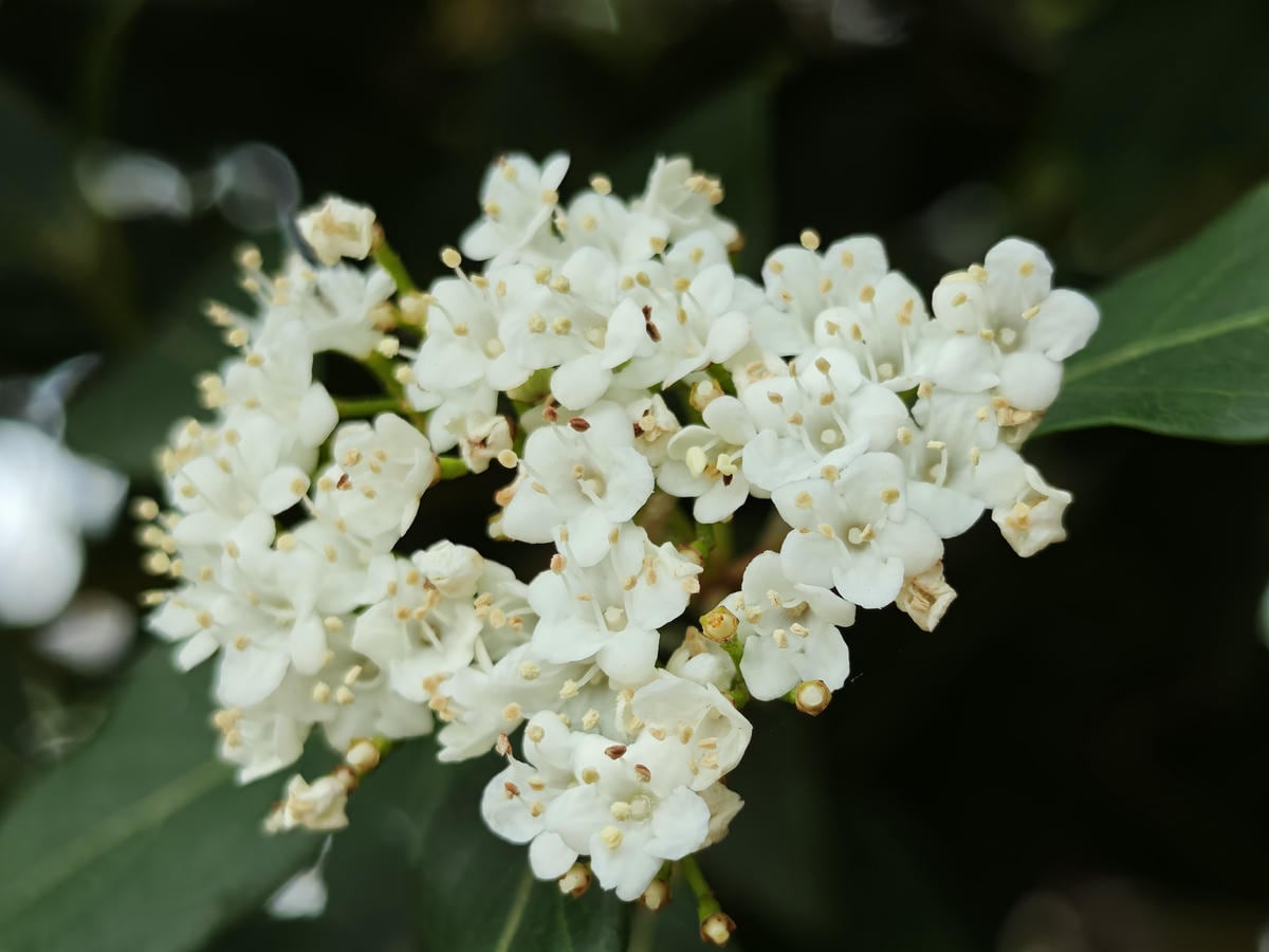 Xiaomi 17 Ultra test kamera 8.jpg