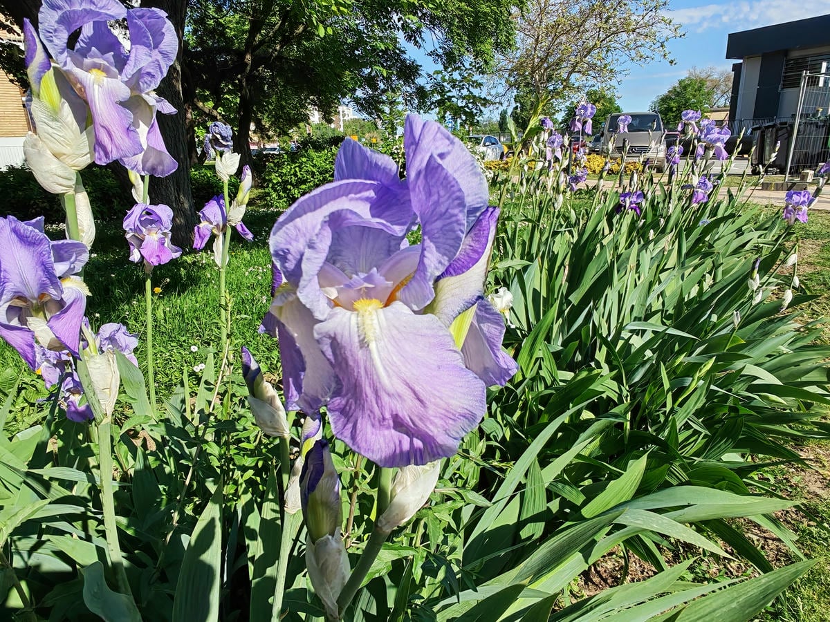 Honor 600 test kamera 15.jpg