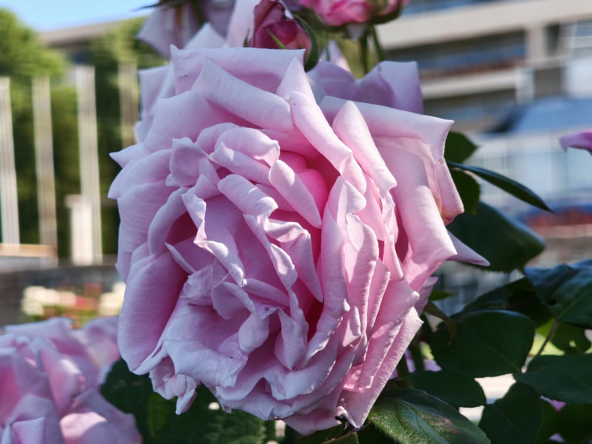 Xiaomi 17T Pro test kamera 11.jpg