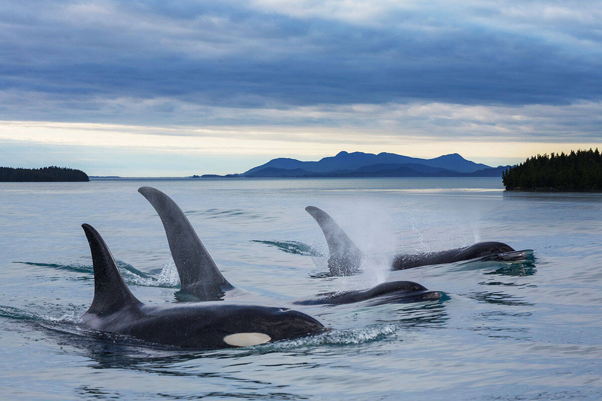 Orka (1).jpg
