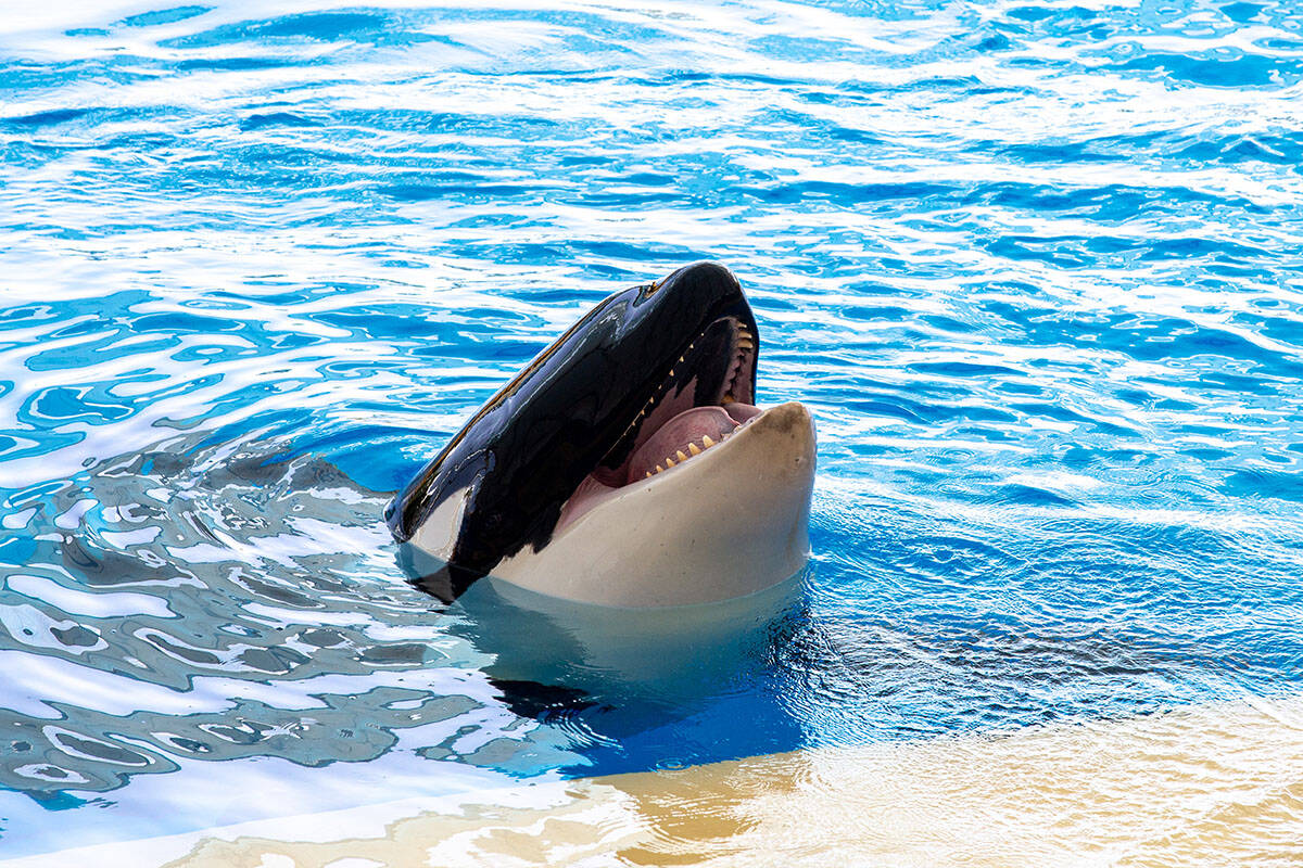 Orka (3).jpg