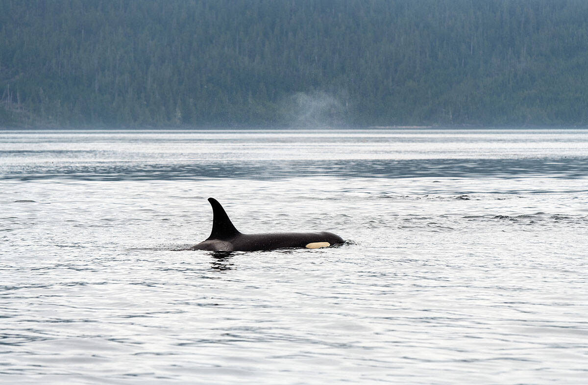 Orka (4).jpg