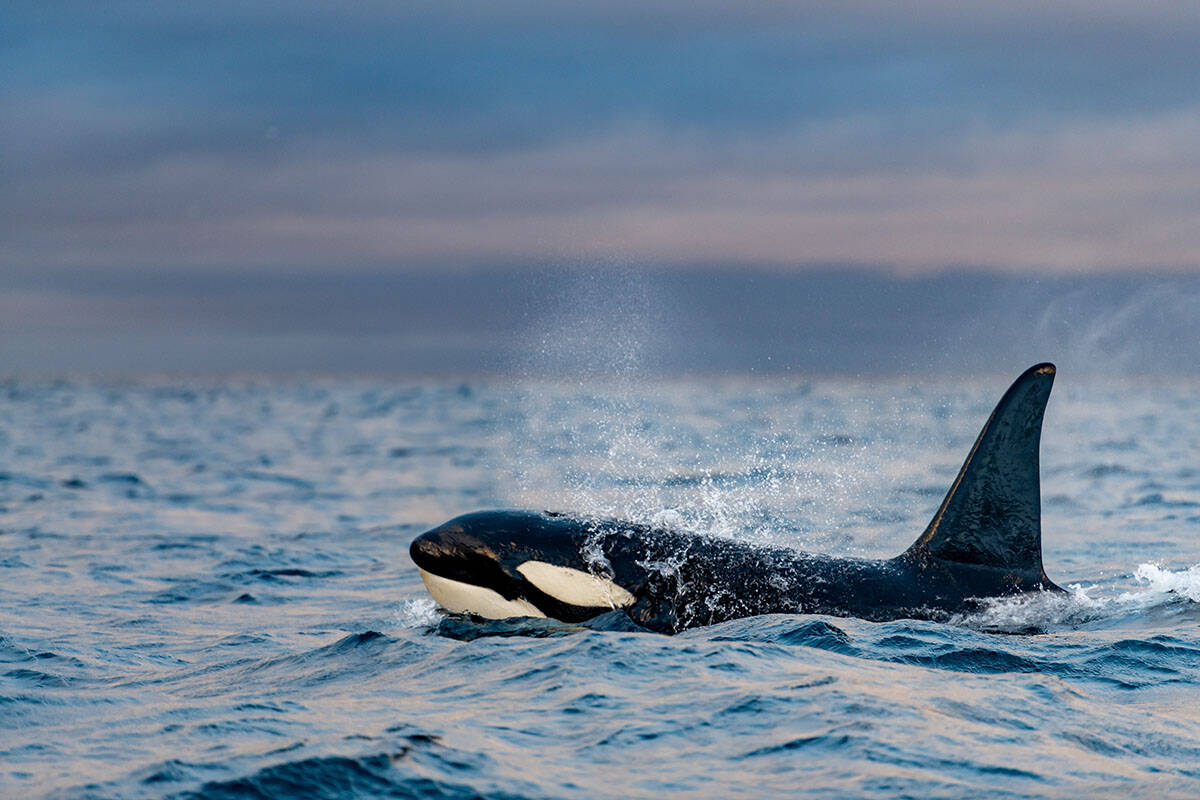 Orka (5).jpg