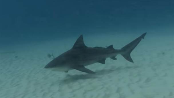 Samsung Galaxy S8 reakcije divljih životinja