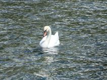 Huawei P60 Pro slike 10x zum 2.jpg