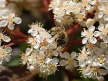 Huawei P60 Pro slike makro 4.jpg