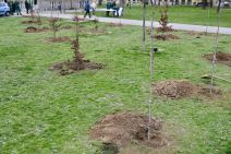 Zasadi drvo slika 2.jpg