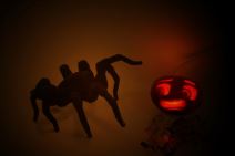 T8X spider robot pauk 