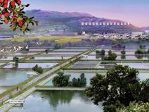 Operativni sistem iz severne koreje