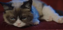 Grumpy Cat uginula nadurena macka