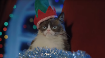 Grumpy Cat uginula nadurena macka