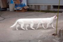 Preminula internet senzacija u 18. godini internet najbolji mimovi macka 