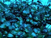 Wiko View cena u Srbiji, prodaja, kupovina, specifikacije, info, slike, Wiko View kamera