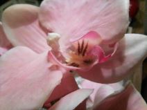 huawei p smart 2021 cena prodaja specifikacije, huawei p smart 2021 240 evra android foto video