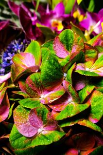 najveci senzor u pametnom telefonu najbolja kamera sharp leica aquos r6