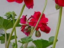 nokia g10 kupovina cena 160 evra saveti utisci kako radi kvalitet jeftin telefon kamera foto video