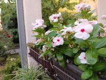 Vivo V21 5G telefon za influensere