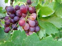 Vivo V21 5G telefon za influensere