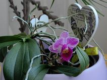 Huawei P50 Pro kamera (1-1).jpg