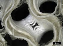 Rezervni organi za astronaute