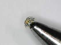 crab on a pen2.jpg