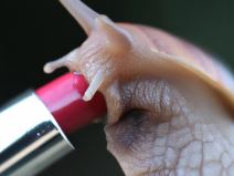 DALL-E 2 slika generisana na osnovu opisa puž jede ruž