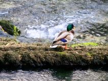 Huawei Mate50 Bosna 7.jpg