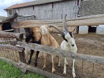 Xiaomi 13 Pro slike 5.jpg