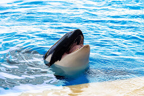 Orka (3).jpg