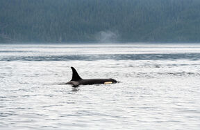 Orka (4).jpg