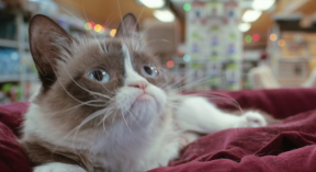 Grumpy Cat uginula nadurena macka