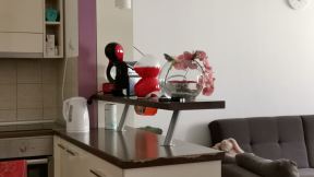 Huawei P40 Lite test, Kako radi kamera Huawei P40 Lite, Huawei P40 Lite cena, prodaja, utisci