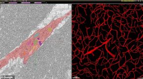 ljudski mozak 3d mapa google harvard projekat