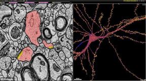 ljudski mozak 3d mapa google harvard projekat