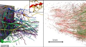 ljudski mozak 3d mapa google harvard projekat