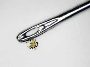 crab near pin.jpg