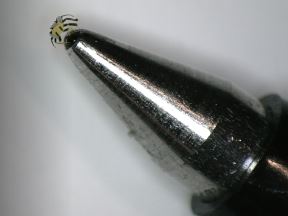 crab on pen.jpg