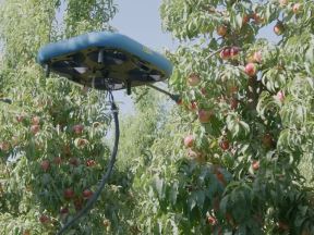Autonomni roboti dronovi beru voće umesto ljudi