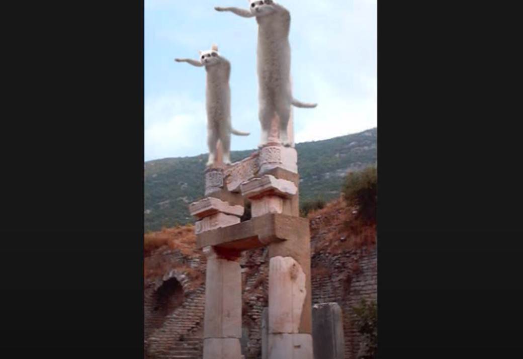 Preminula internet senzacija u 18. godini internet najbolji mimovi macka 