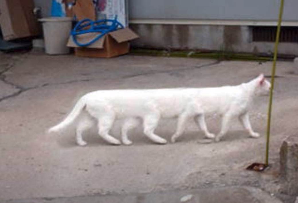 Preminula internet senzacija u 18. godini internet najbolji mimovi macka 