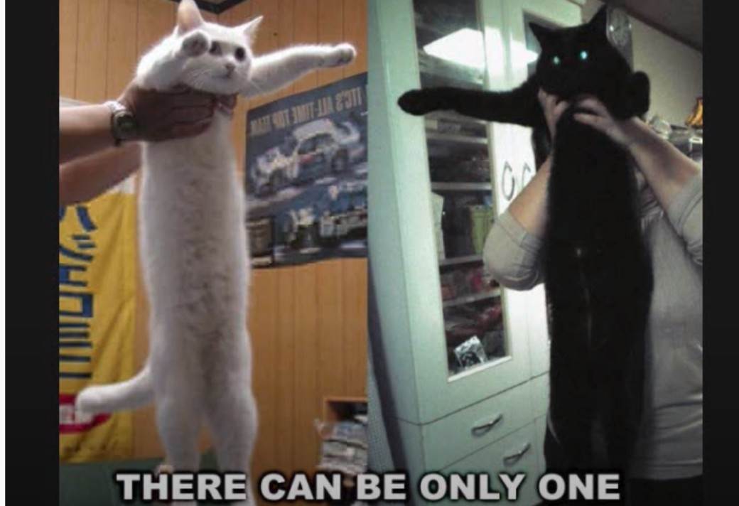 Preminula internet senzacija u 18. godini internet najbolji mimovi macka 