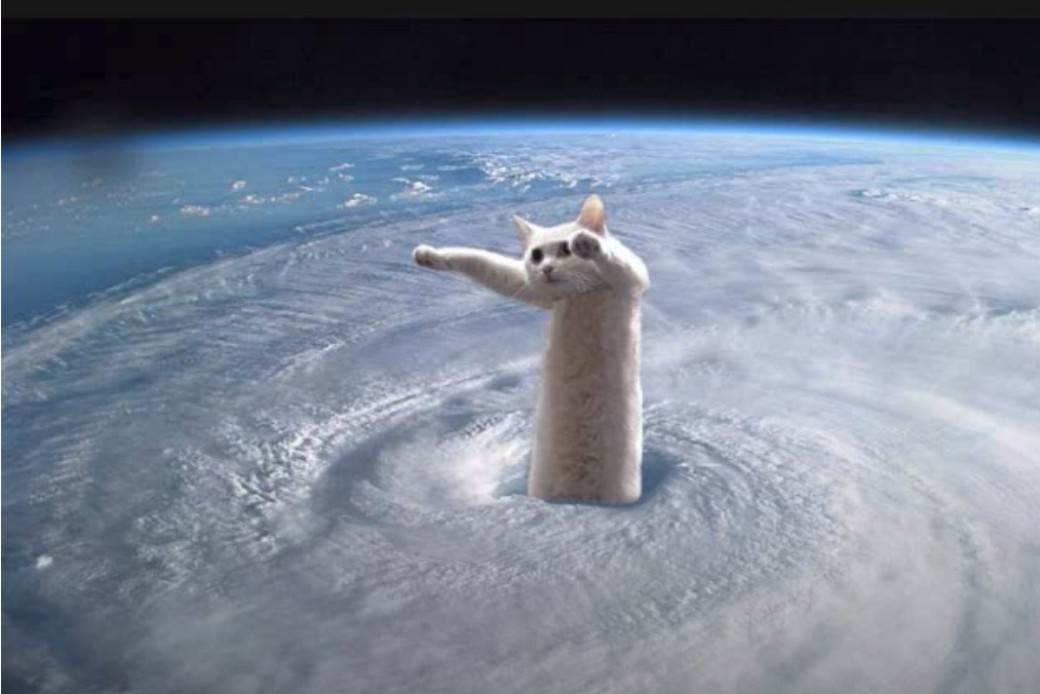 Preminula internet senzacija u 18. godini internet najbolji mimovi macka 