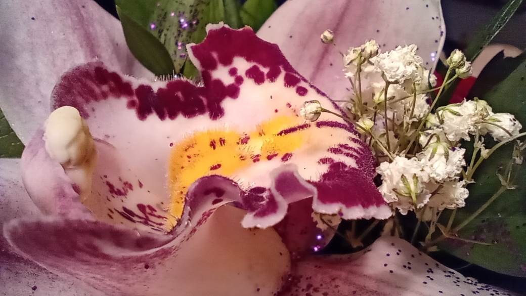 Motorola One Macro cena u Srbiji, prodaja, kupovina, Motorola One Macro test kamere, utisci, info