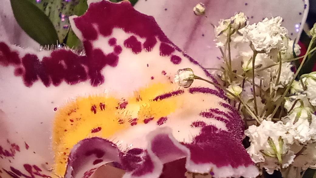 Motorola One Macro cena u Srbiji, prodaja, kupovina, Motorola One Macro test kamere, utisci, info