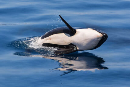 Orka (2).jpg