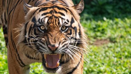 Tigar gleda svoj plen